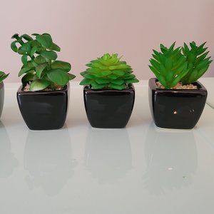 Artificial Succulents